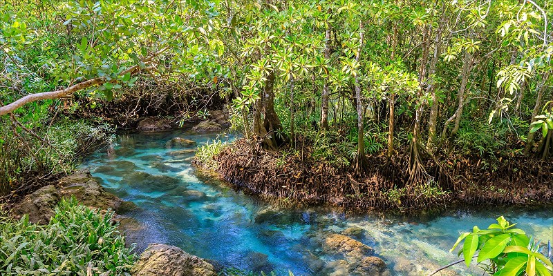 Riviera maya ecosystem w800 Riviera maya ecosystem w800